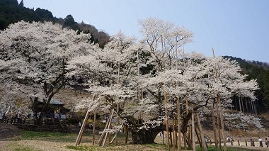 淡墨桜