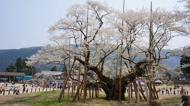 淡墨桜
