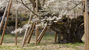 淡墨桜