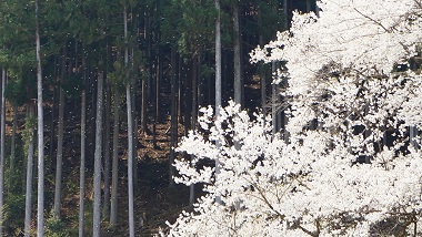 淡墨桜