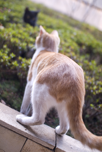 パンツ