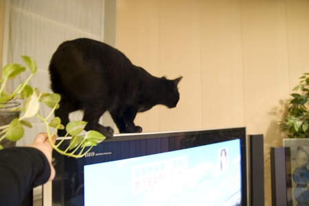 kuroTV