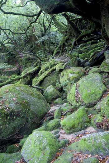moss2