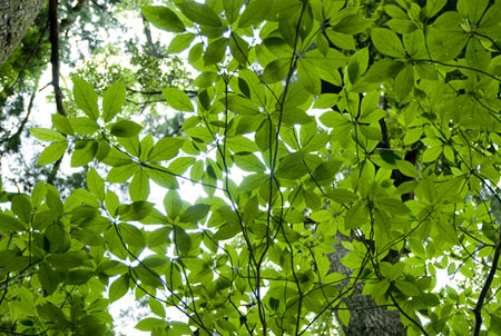 greencarpet