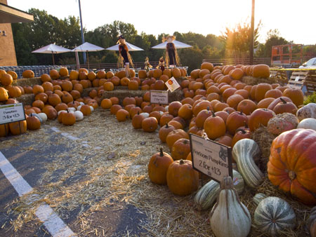 pumpkin