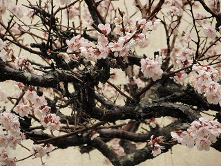梅花満開