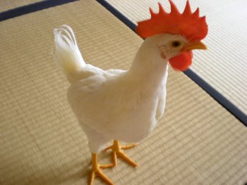 ¥Ô¥è