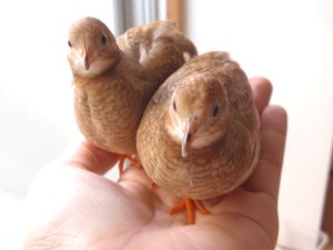 ちっちとぴっぴ