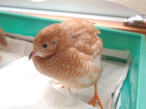 ちっちの産卵