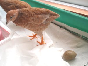 ちっち産卵後
