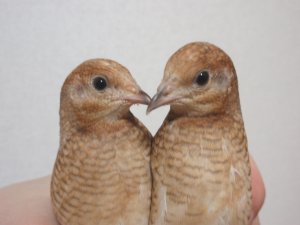 左がぴっぴ、右がちっち