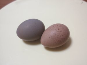 卵も左がぴっぴ、右がちっち