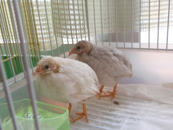 ぎん、しお
