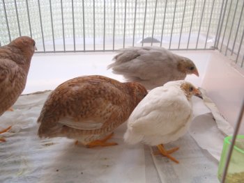 4羽で