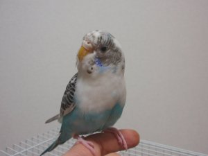はるちゃん