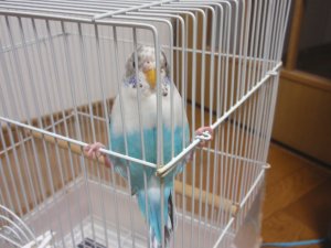 はるちゃん