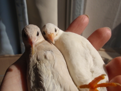 しお ぎん
