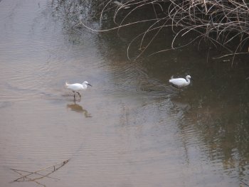 コサギ