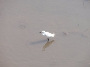 コサギ
