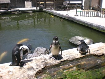 ペンギン