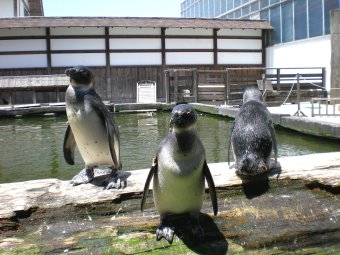 ペンギン
