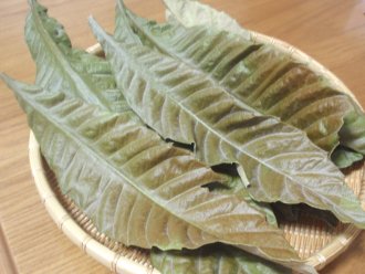 枇杷葉
