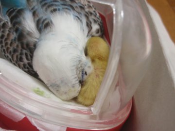はるちゃんと