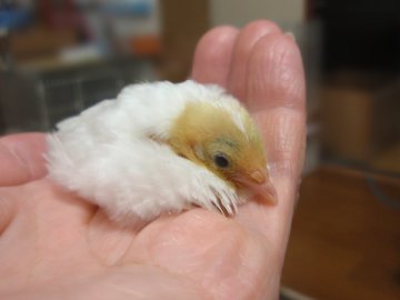 けろちゃん