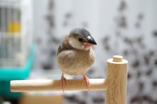 そばこ