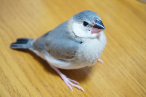 そばこ