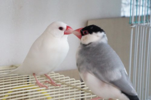 こむぎとそばこ