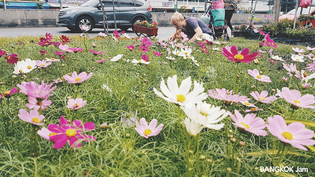 あの花の名前はタイ語で何じゃろな シーナカリン通り沿いの植木屋さんでブーゲンビリアと素焼きの植木鉢を買って来ました Bangkok Jam バンコクジャム