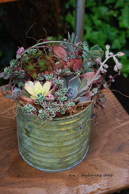 オーダー ハートカズラ 寄せ植え | A.N.S blog