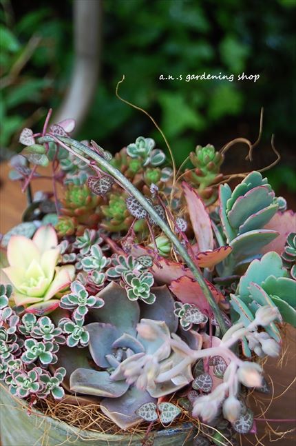 オーダー ハートカズラ 寄せ植え | A.N.S blog