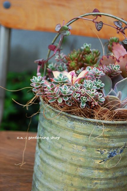 多肉寄せ植え✿ハートカズラ 多肉寄せ植え✿ハートカズラ