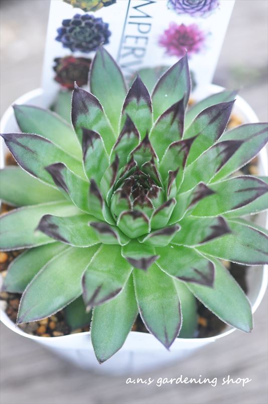 今日はセンペルビュウムのご紹介です | A.N.S blog