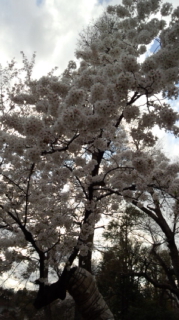 DCF00040.jpg