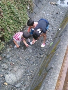 川でカニ探し