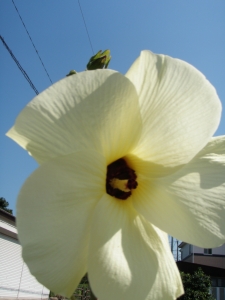 晴の日に咲く花オクラ