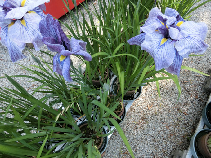 高鴨神社の花.jpg