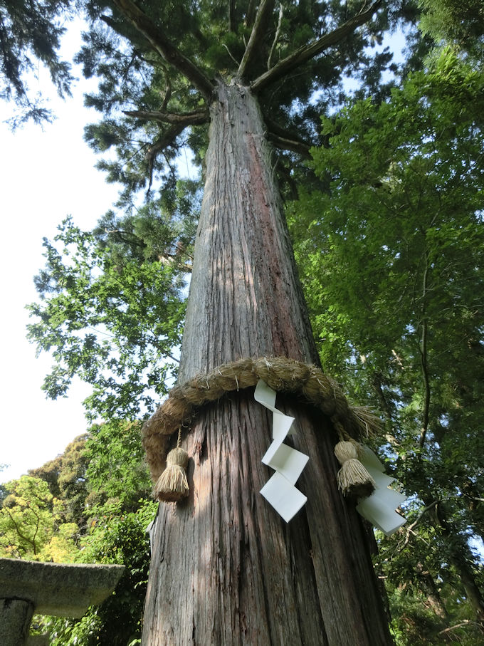 高鴨神社神木.jpg