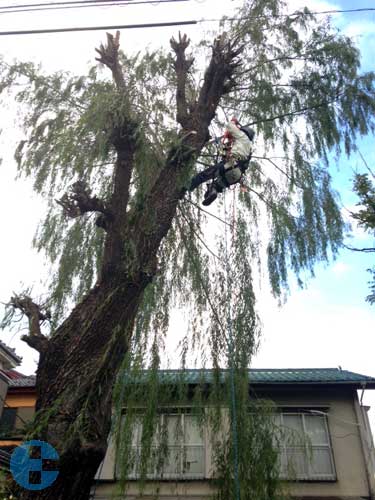 枝おろし作業中