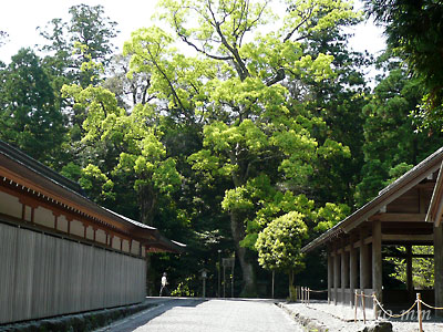 神楽殿正面の楠の新緑