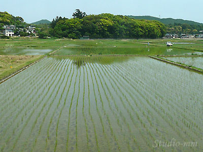 伊雑宮のある森遠景