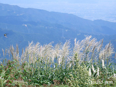 花と遠景4