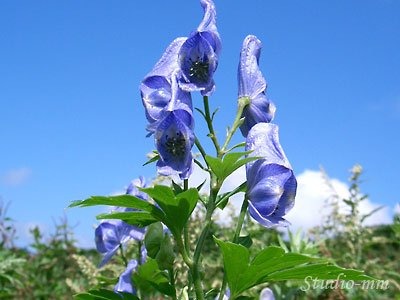 花1