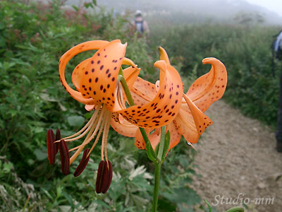 花3