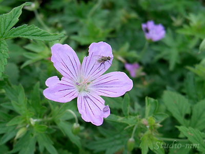 花5