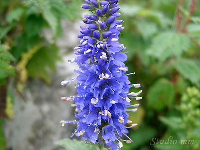 花6