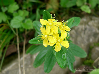 花7